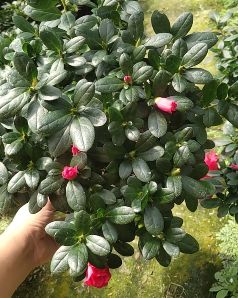 大红杜鹃花苗盆栽带花苞四季开花不断室内花卉绿植
