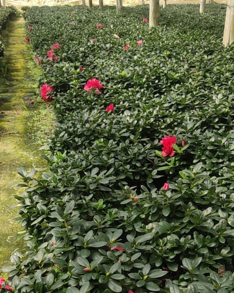 大红杜鹃花苗盆栽带花苞四季开花不断室内花卉绿植