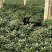 大红杜鹃花苗盆栽带花苞四季开花不断室内花卉绿植
