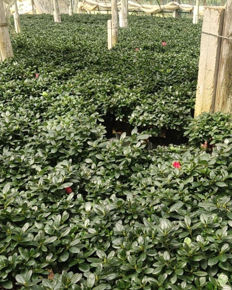 大红杜鹃花苗盆栽带花苞四季开花不断室内花卉绿植