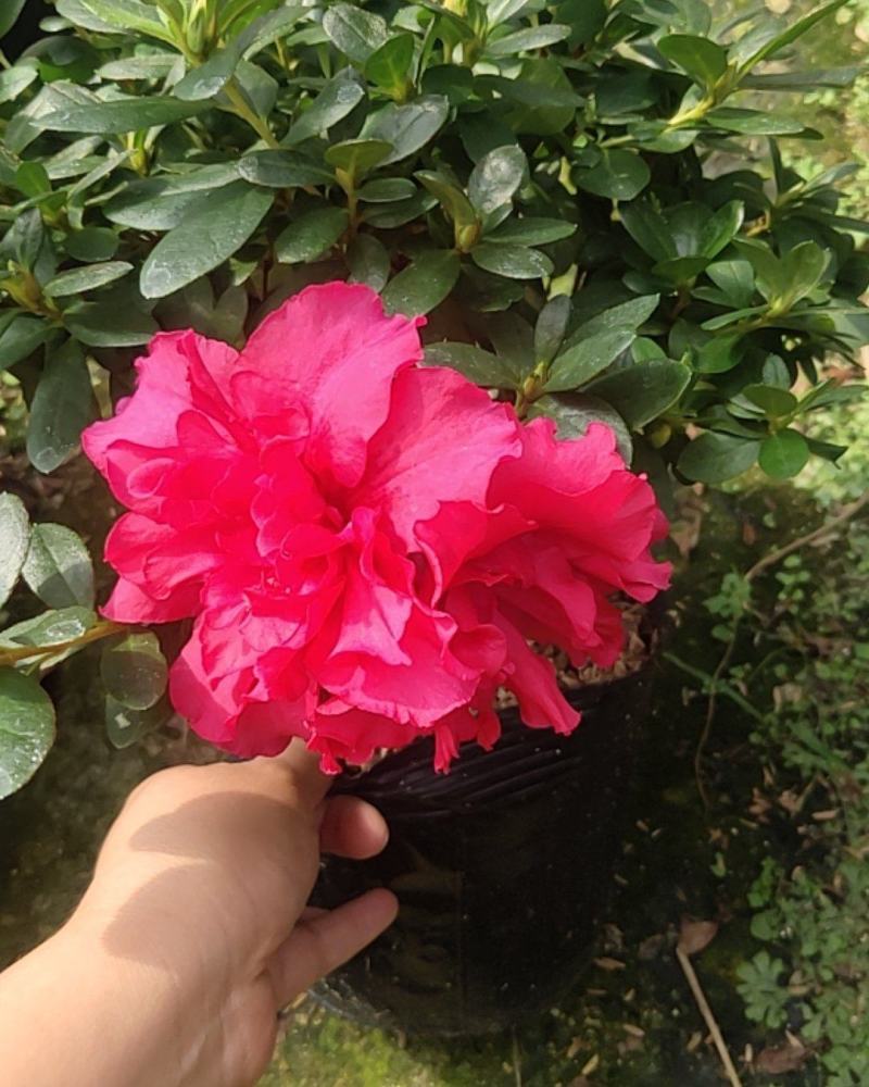 大红杜鹃花苗盆栽带花苞四季开花不断室内花卉绿植