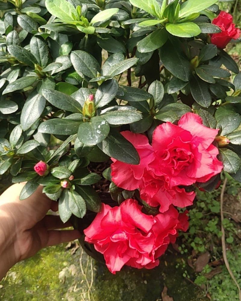 大红杜鹃花苗盆栽带花苞四季开花不断室内花卉绿植