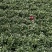 大红杜鹃花苗盆栽带花苞四季开花不断室内花卉绿植