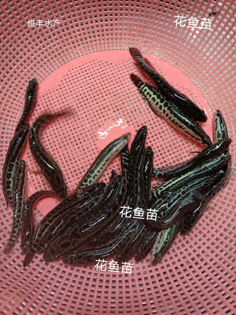 山东公正交黑鱼苗、花鱼苗、生鱼苗场地直供、技术服务到位