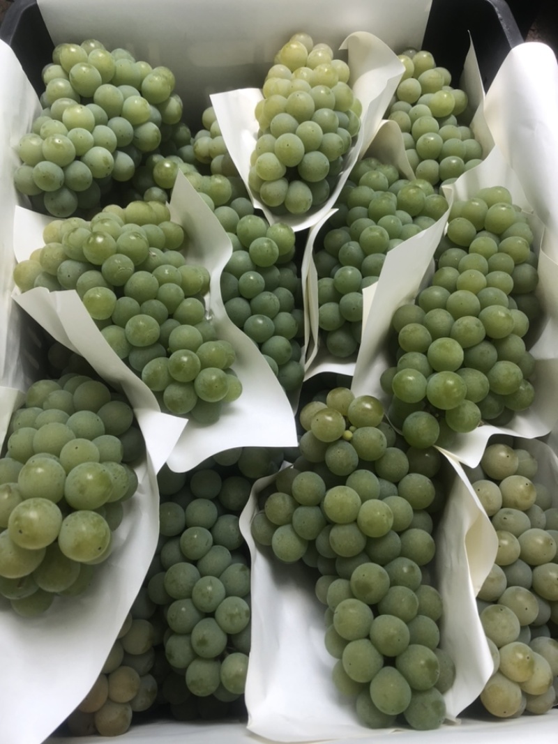 云南弥勒高原水晶葡萄大量上市量大，价优，需要的老板滴滴！