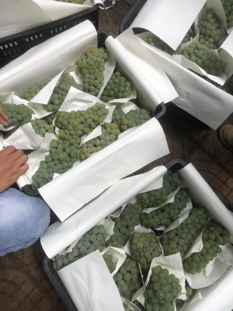 云南弥勒高原水晶葡萄大量上市量大，价优，需要的老板滴滴！