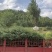 5米云杉陕甘宁全国发货大小规格量大便宜