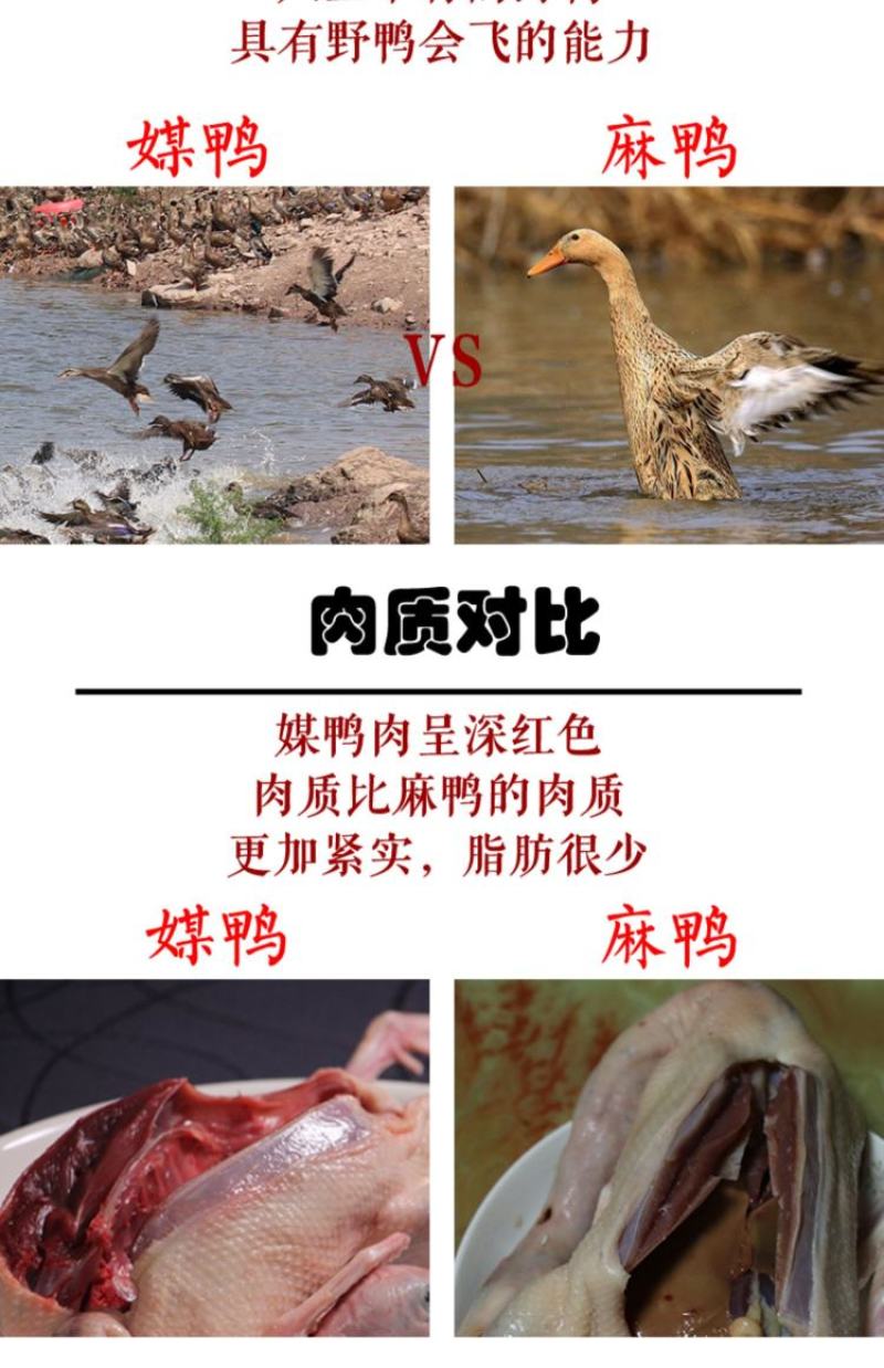 飞天小公野鸭