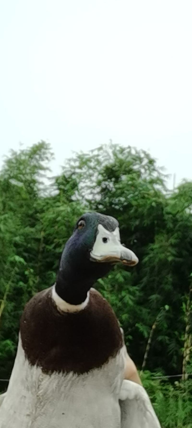 飞天小公野鸭