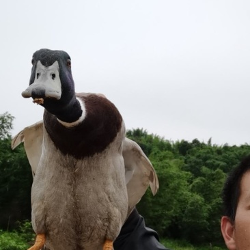 飞天小公野鸭