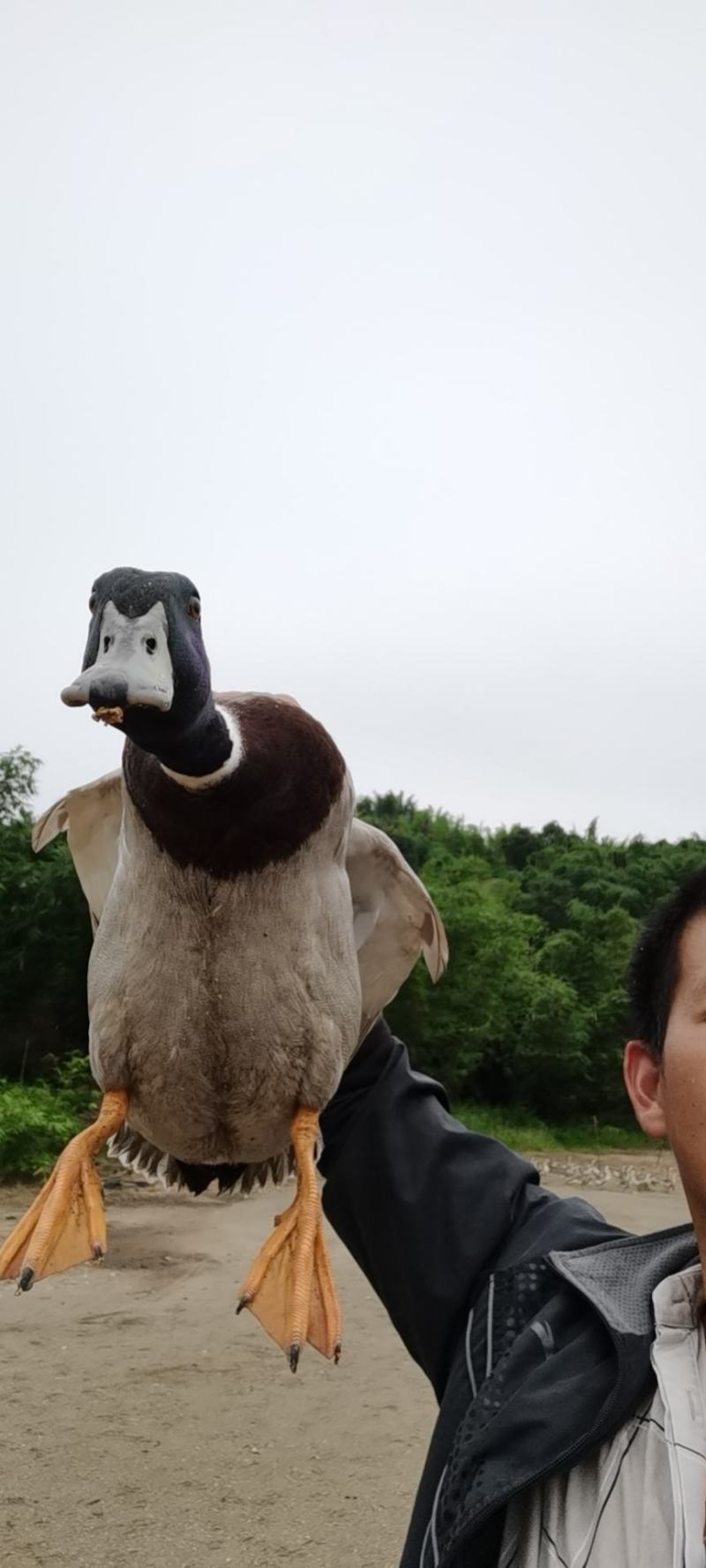 飞天小公野鸭