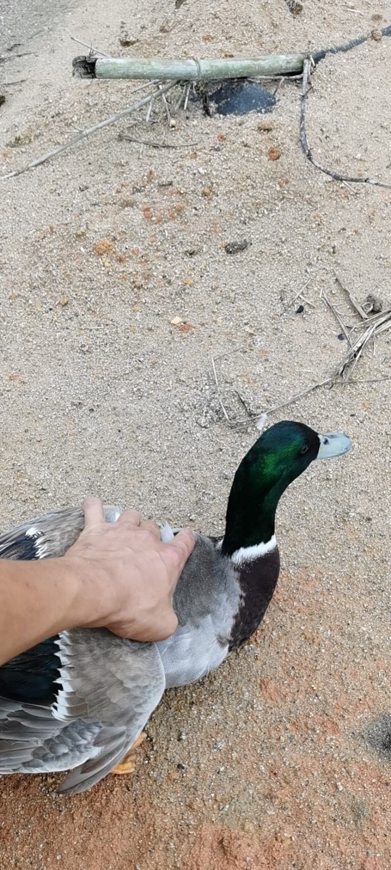 飞天小公野鸭