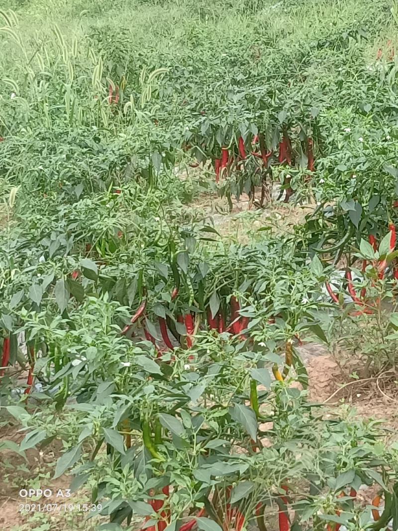 基地种植辣椒30亩，红辣椒大量上市