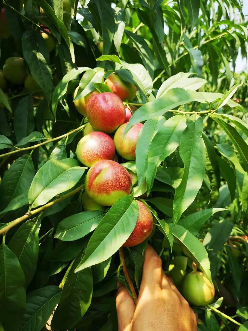 珍珠枣油桃，口感脆甜，产地直发，欢迎订购！