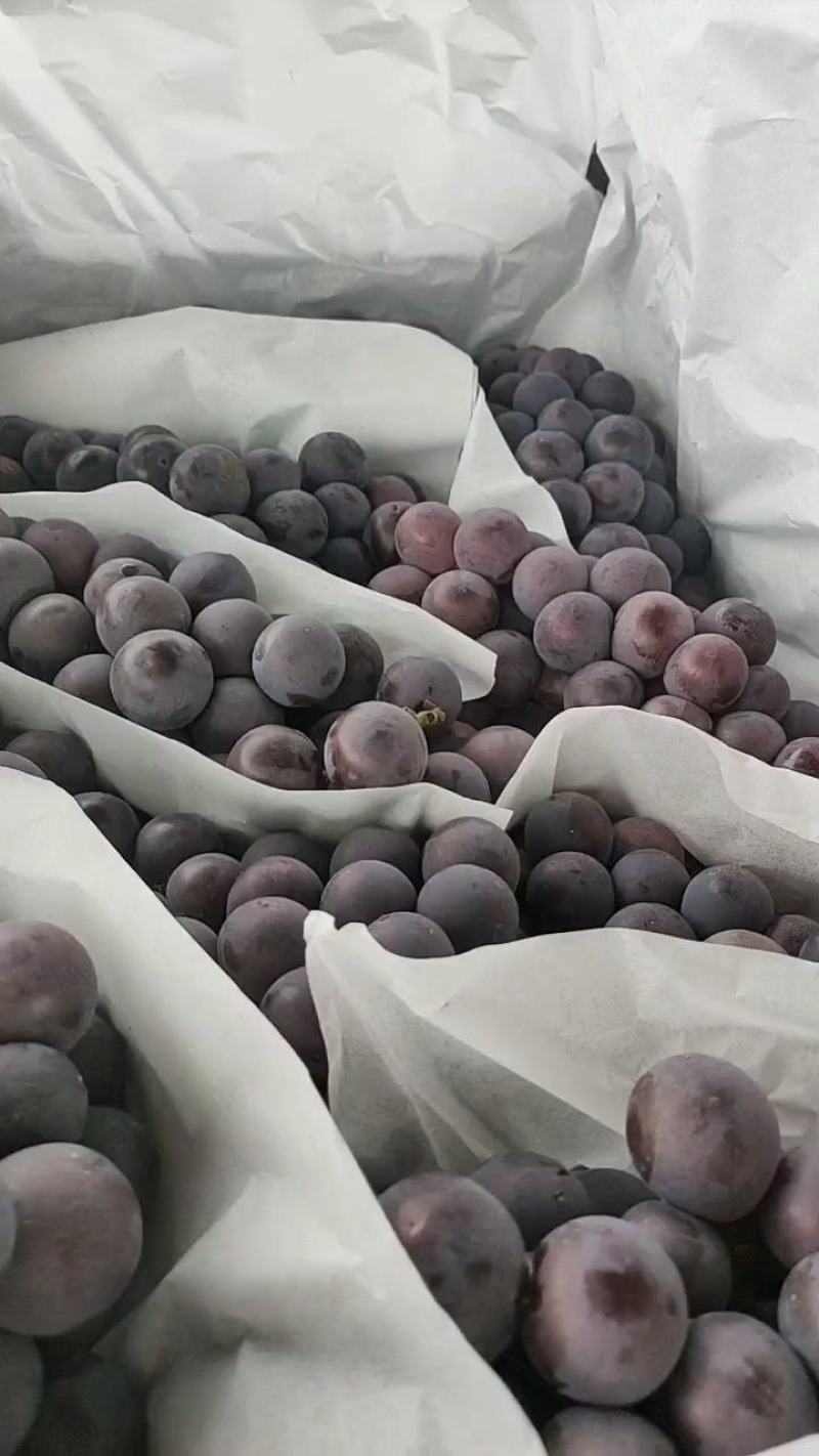 河北石家庄晋州京亚，沪太葡萄大量上市欢迎订购
