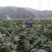 四川绵阳蔬菜茄子墨茄黑长茄产地现摘接拖板车