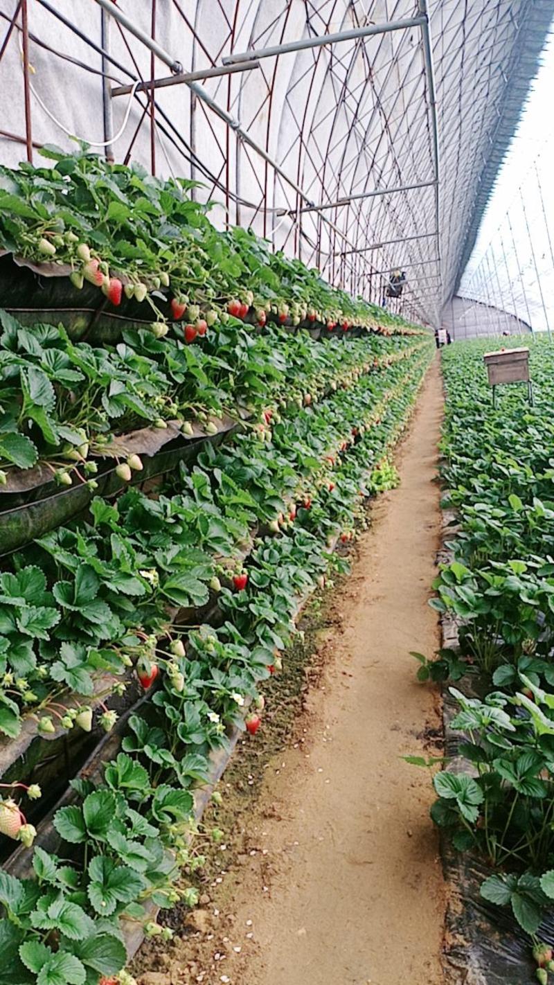 红颜草莓苗丹东九九草莓苗优选生产苗现挖现卖