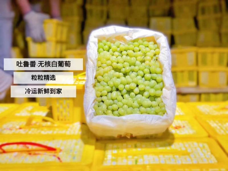 吐鲁番无核白葡萄（很甜的无核葡萄，糖分充足的特种葡萄）