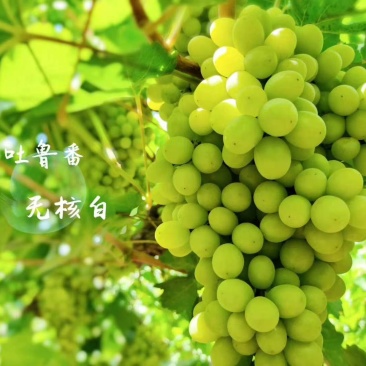 吐鲁番无核白葡萄（很甜的无核葡萄，糖分充足的特种葡萄）