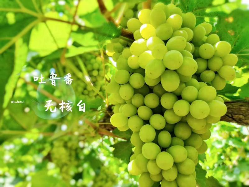 吐鲁番无核白葡萄（很甜的无核葡萄，糖分充足的特种葡萄）