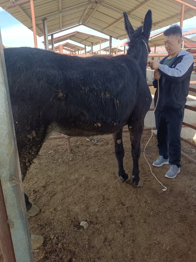 肉驴，价格实惠，一手货源，欢迎选购，诚信经营