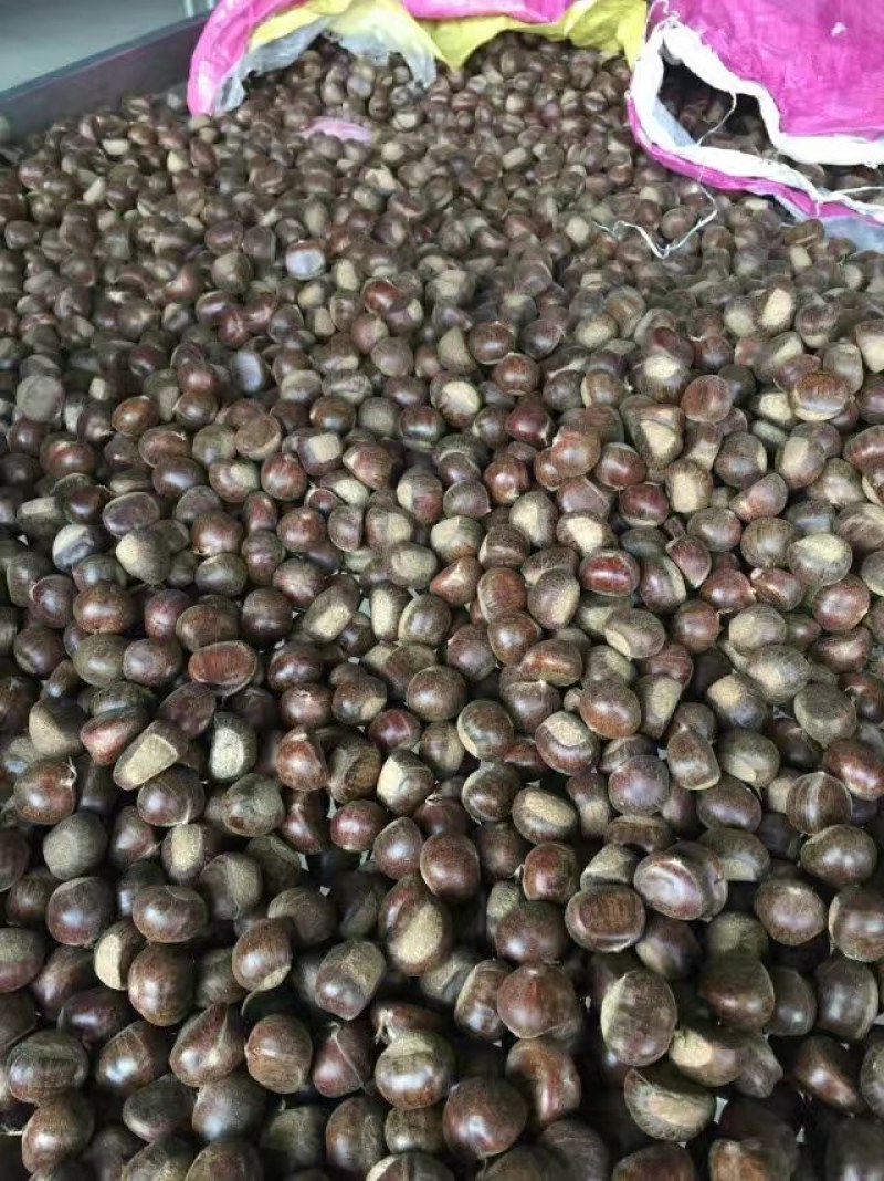 板栗纯正泰山油栗板栗大量现货大量供应规格品种齐全
