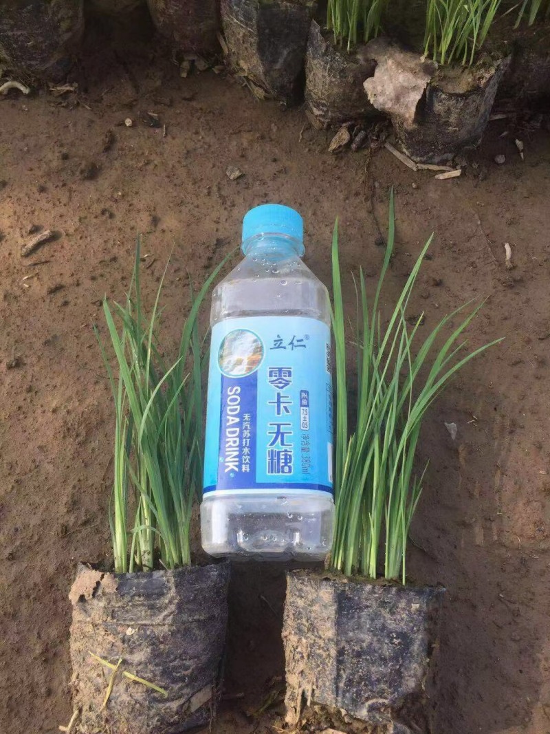 马蔺庭院绿化小区绿化工程绿化