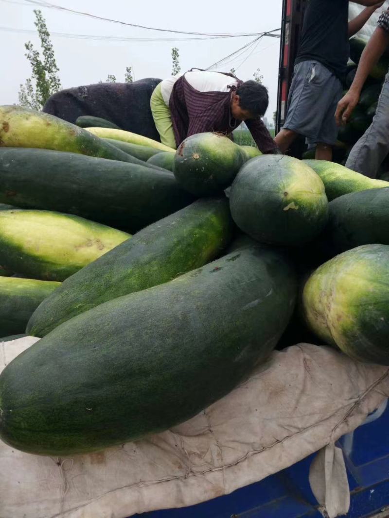 精品黑皮东瓜，十八斤以上，基地直供，货源充足，价格便宜。