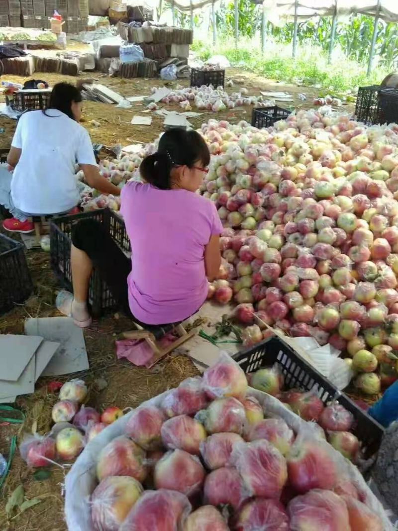 乐亭美八苹果大量上市，需要的老板提前预订期待与你合作