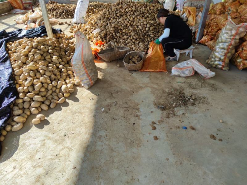 农家小土豆加工土豆淀粉无任何添加剂土豆生粉