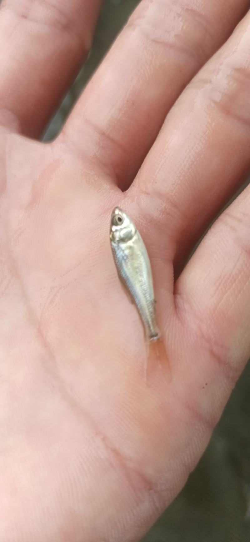 土鲮鱼苗鲮鱼罐头鱼苗高成活率可代发视频看货