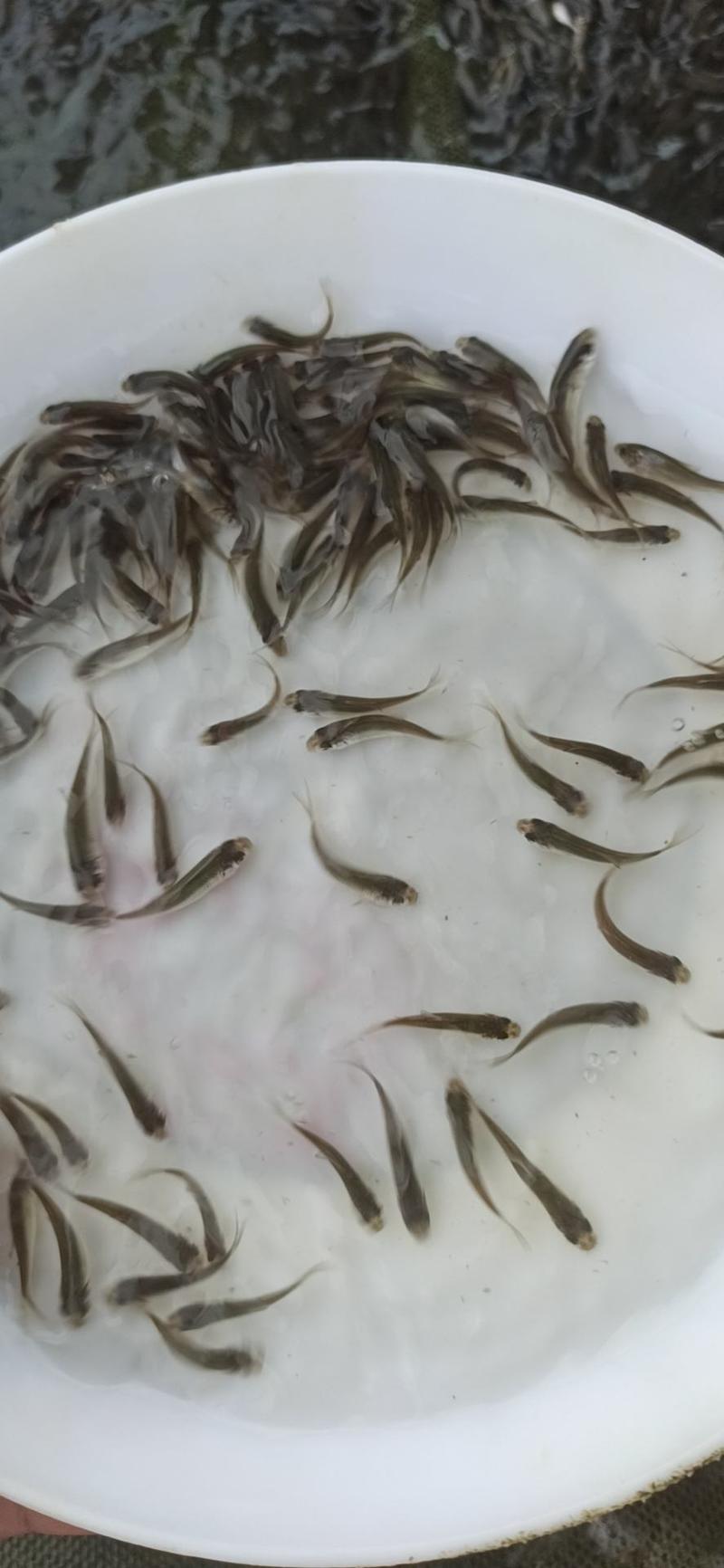 土鲮鱼苗鲮鱼罐头鱼苗高成活率可代发视频看货