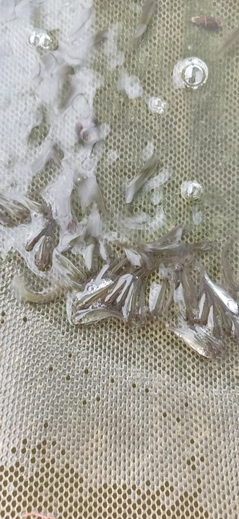 土鲮鱼苗鲮鱼罐头鱼苗高成活率可代发视频看货