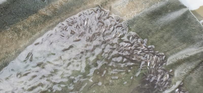 土鲮鱼苗鲮鱼罐头鱼苗高成活率可代发视频看货