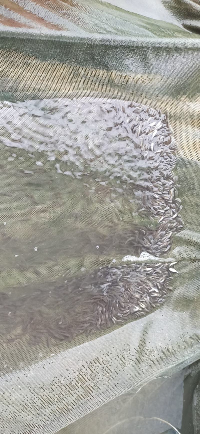 土鲮鱼苗鲮鱼罐头鱼苗高成活率可代发视频看货