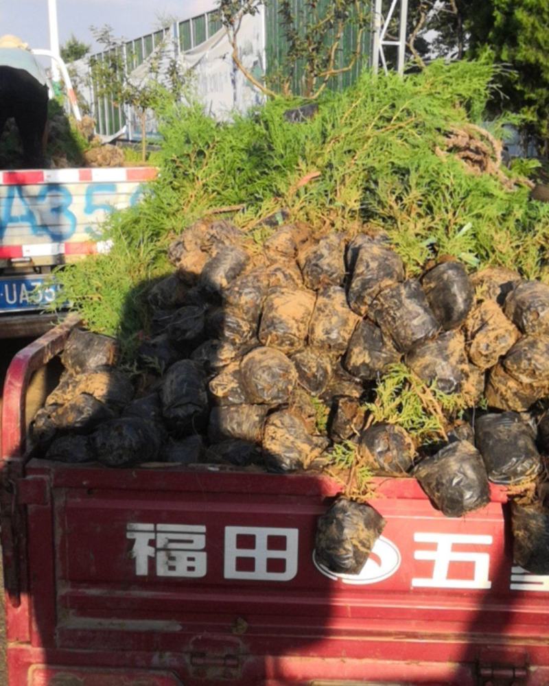 侧柏苗50厘米以上雨季造林正好使营养钵侧柏苗好成活