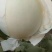 玉菇，奶香蜜（口感特甜，质量好）产地直发