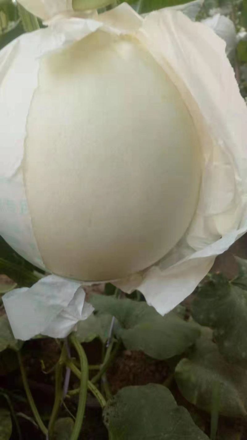 玉菇，奶香蜜（口感特甜，质量好）产地直发