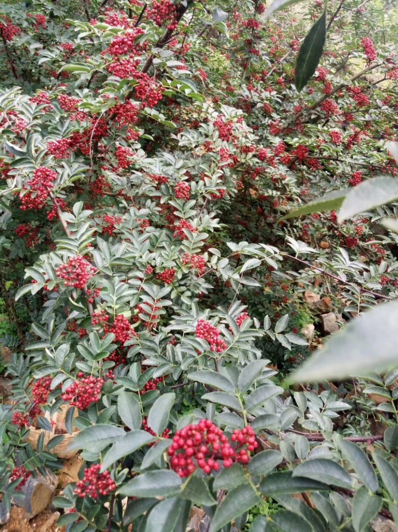 汉源花椒贡椒特麻正宗汉源花椒麻味十足颗粒饱满调味佳品批发