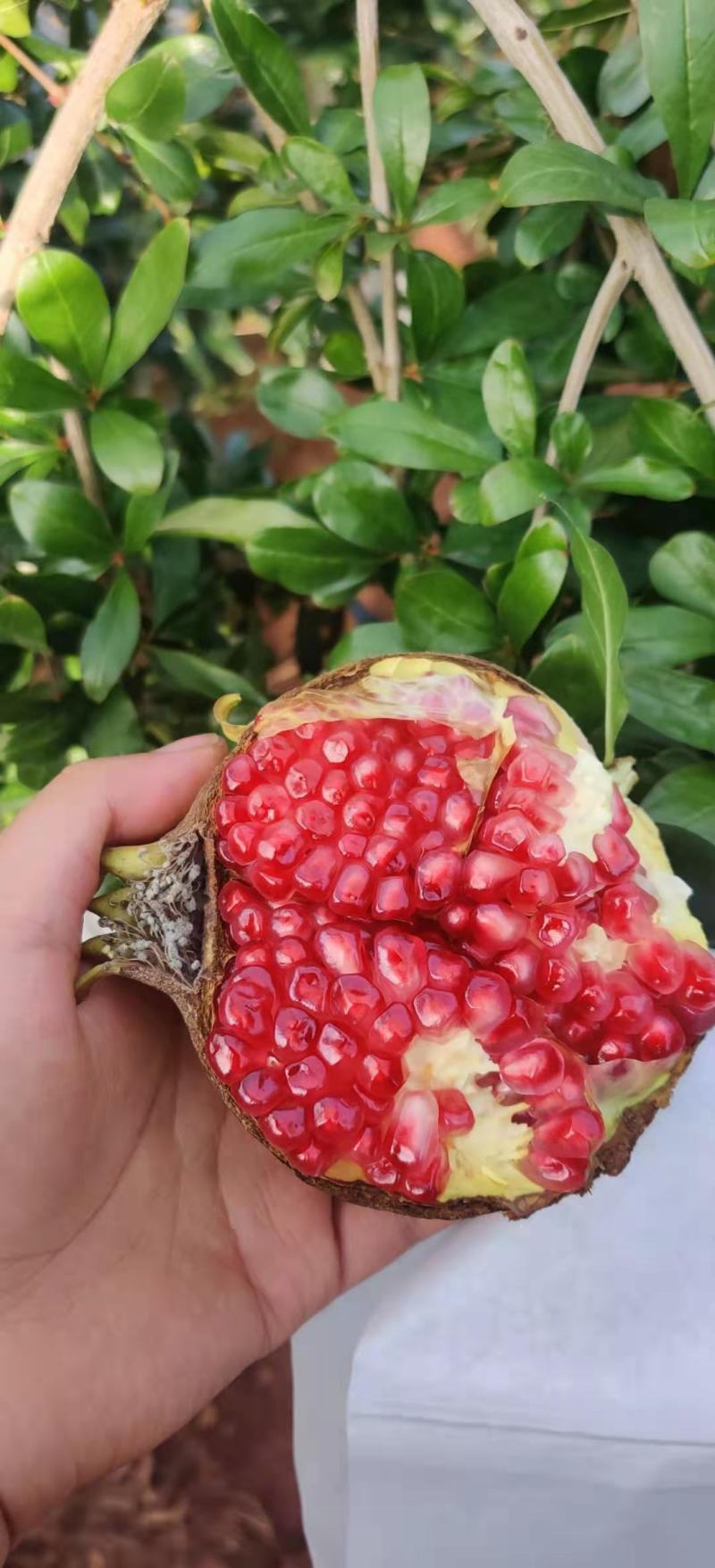 会理突尼斯软籽石榴精品果，籽软糯香甜，汁水如蜜