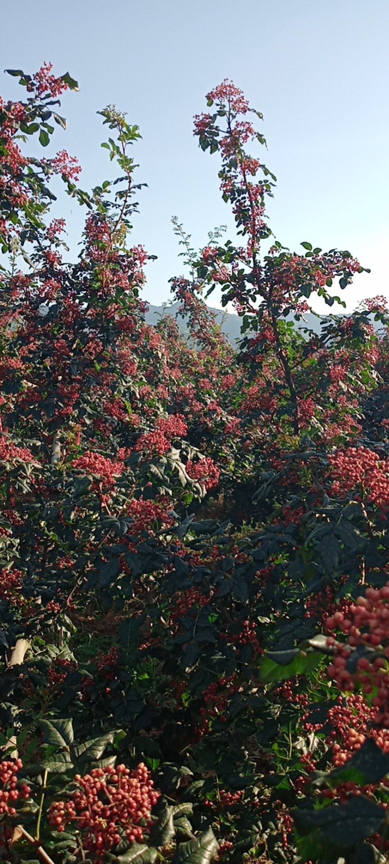 陕西花椒大红袍、色红，味麻