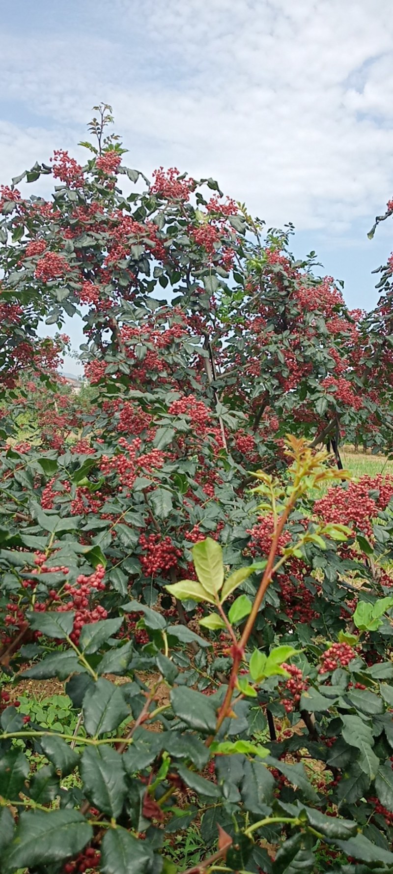 陕西花椒大红袍、色红，味麻