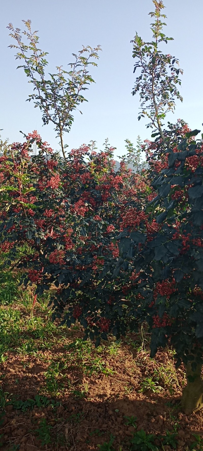 陕西花椒大红袍、色红，味麻