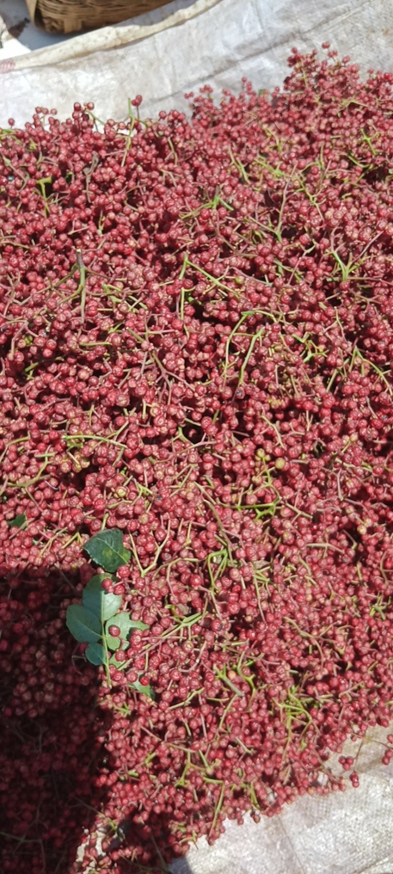 陕西花椒大红袍、色红，味麻
