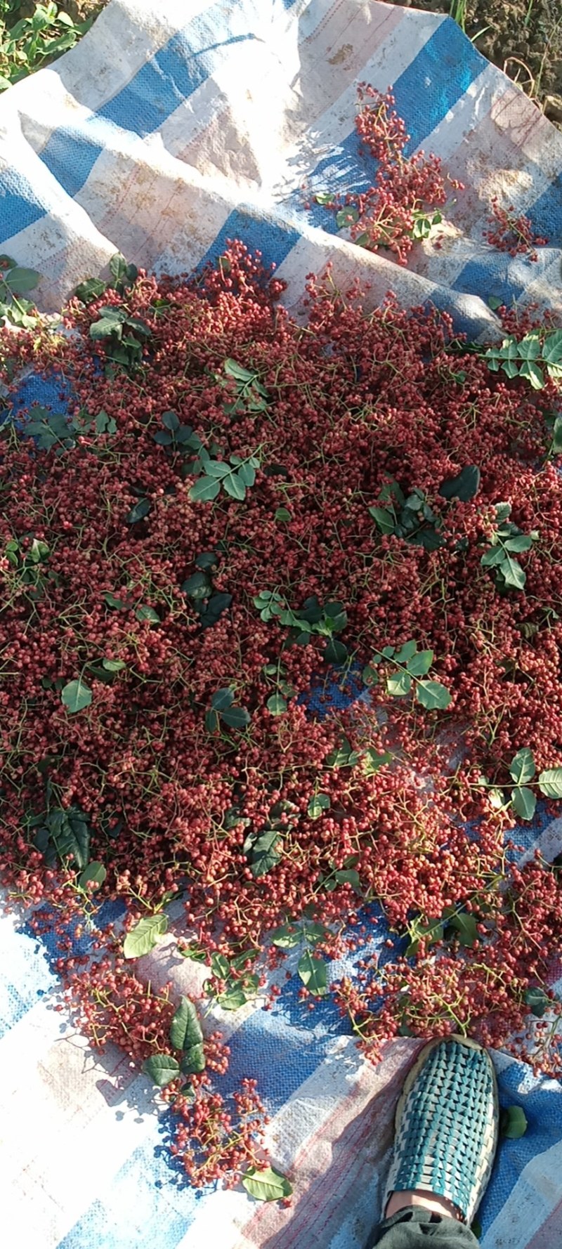 陕西花椒大红袍、色红，味麻