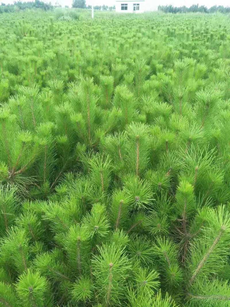 油松