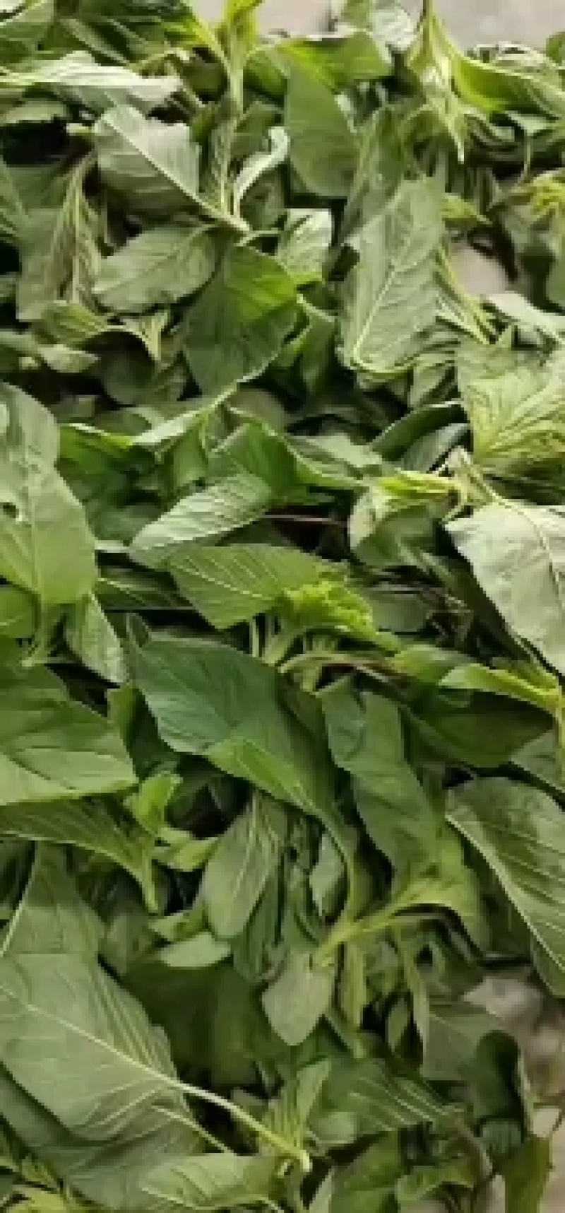 灰灰菜