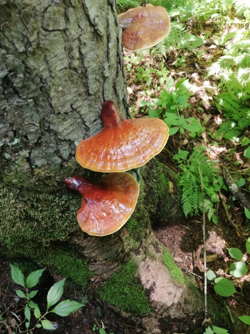 长白山野生灵芝都是今年的新货，支持线上保障交易