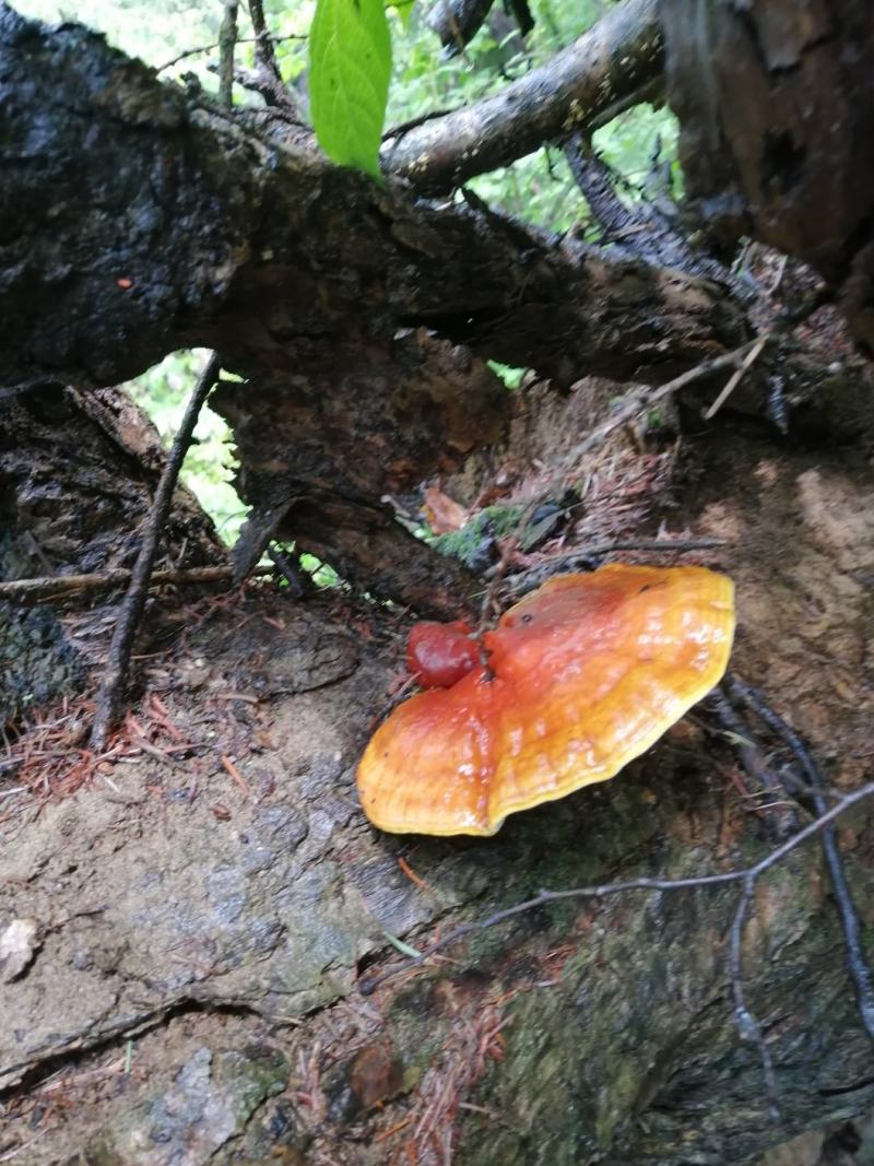 长白山野生灵芝都是今年的新货，支持线上保障交易