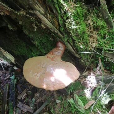 长白山野生灵芝都是今年的新货，支持线上保障交易